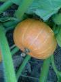 Pumpkin orange round 